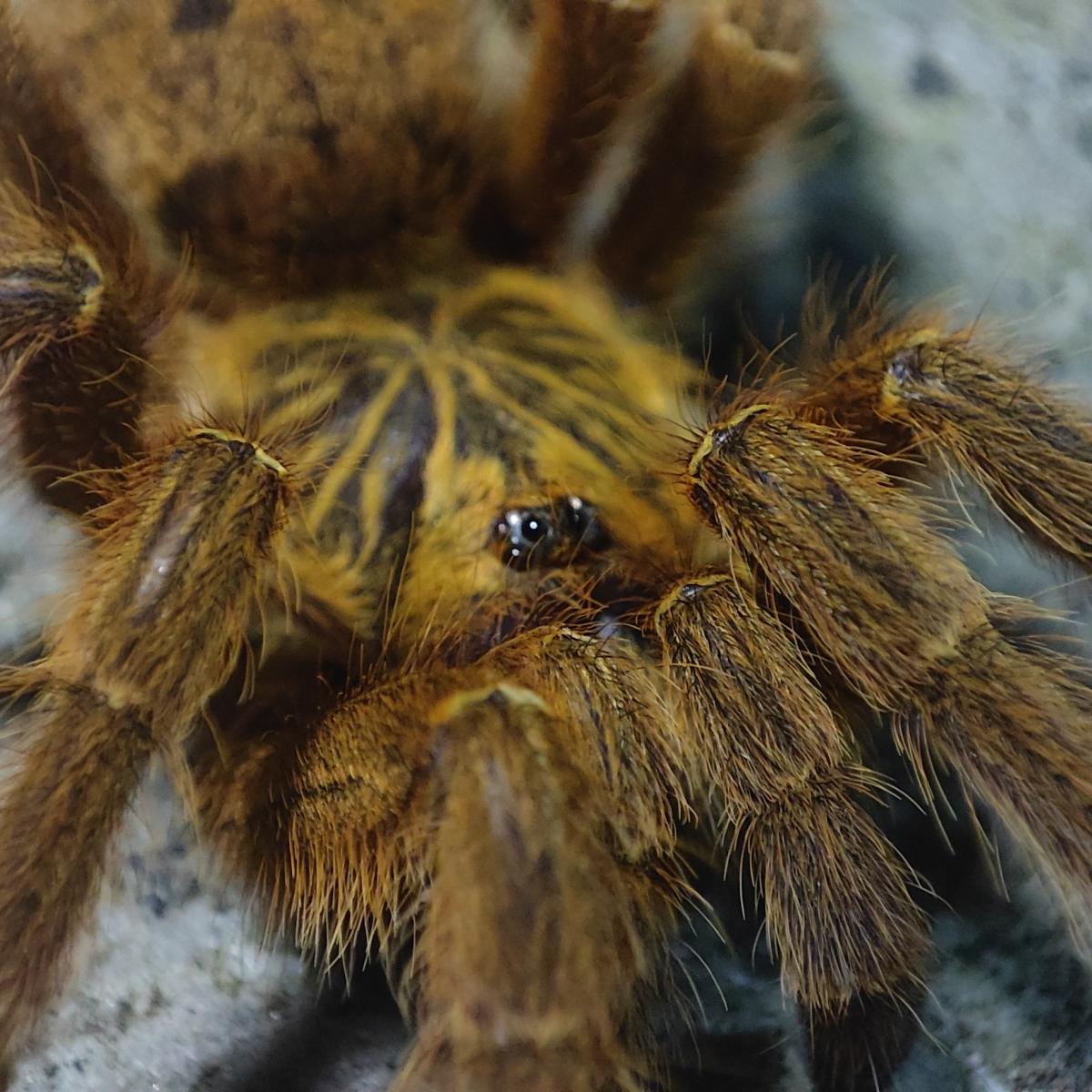 Pterinochilus murinus 2
